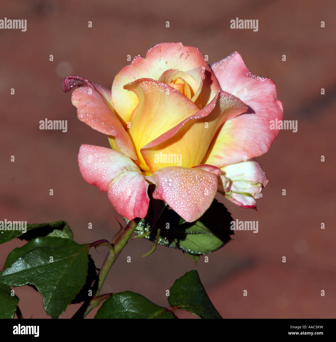 Eine wunderschöne Rose mit Frieden. Stockfoto