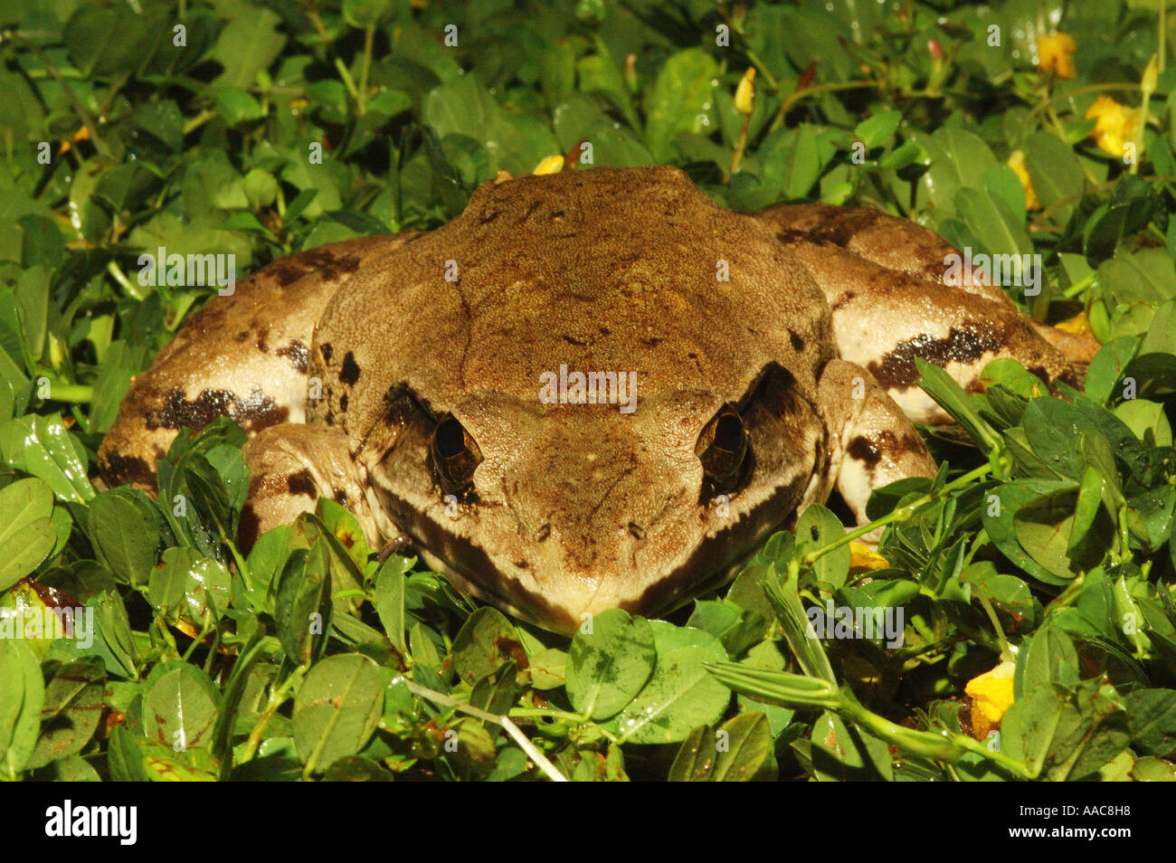 Blyth Riesen Fluss Frosch im Taman Negara Nationalpark, Malaysia Stockfoto