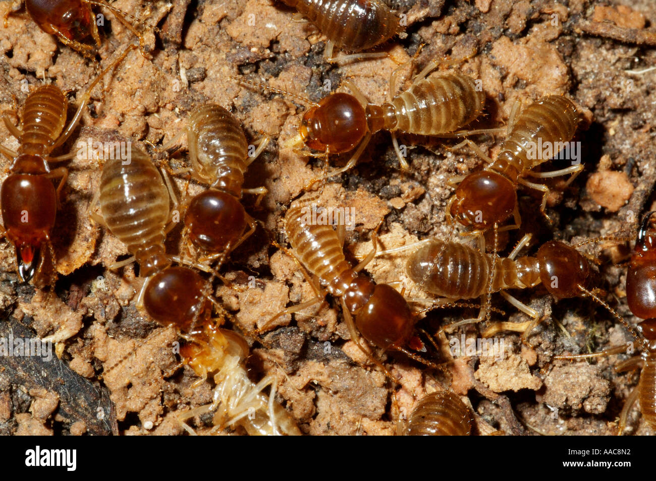 Termites In Rainforest Fotos Und Bildmaterial In Hoher Aufl sung Alamy Termites In Rainforest Fotos Und Bildmaterial In Hoher Aufl sung Alamy