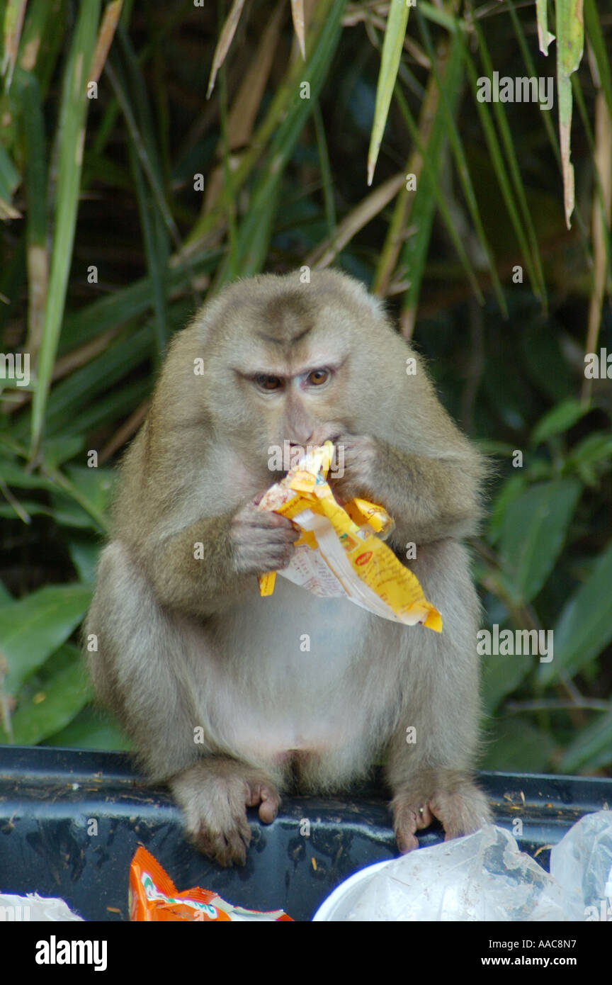 Ein Schwein-tailed Macaque Monkey Aufräumvorgang von Abfallbehältern im Nationalpark Khao Yai, Thailand Stockfoto