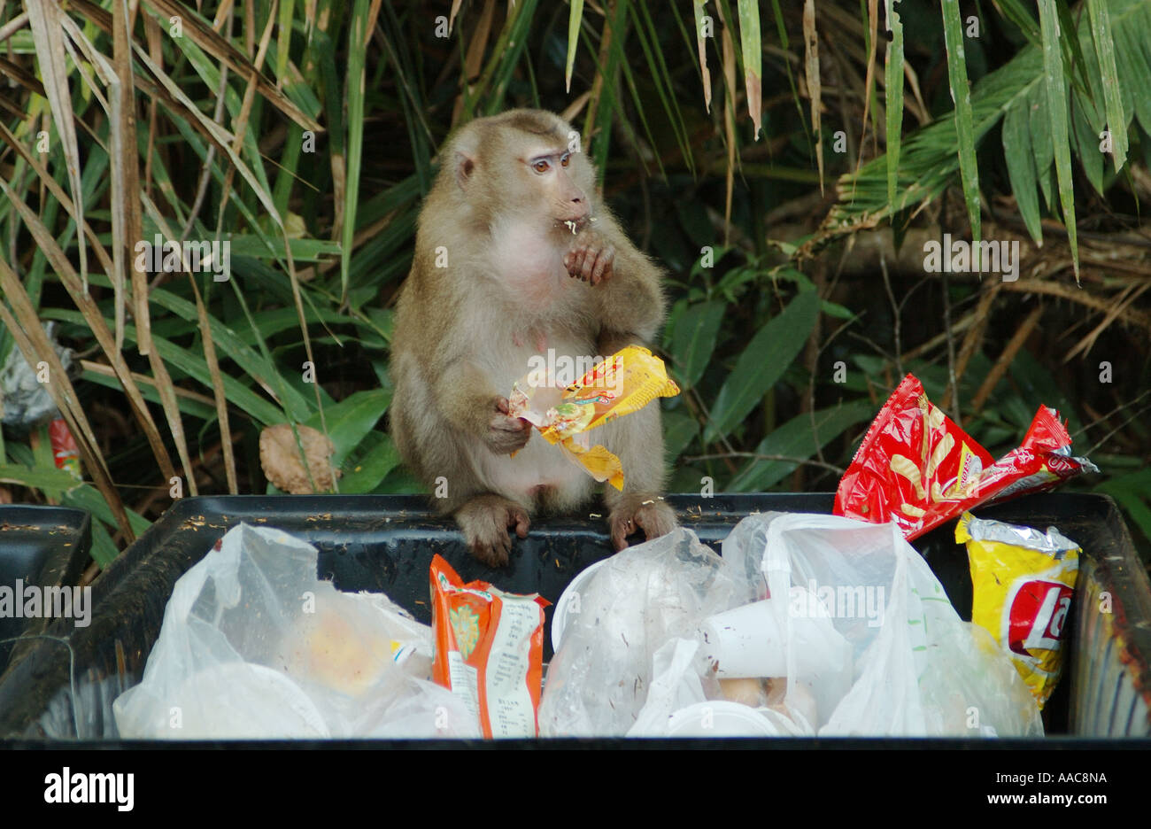 Ein Schwein-tailed Macaque Monkey Aufräumvorgang von Abfallbehältern im Nationalpark Khao Yai, Thailand Stockfoto