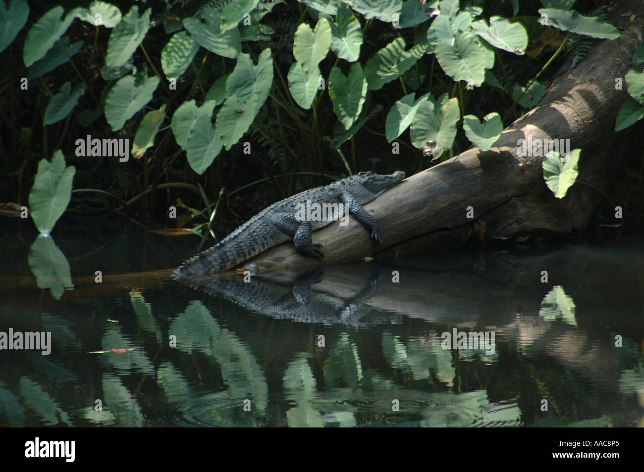 Seltene siamesische Krokodil Ruhe am Ufer Flusses im Nationalpark Khao Yai, Thailand Stockfoto