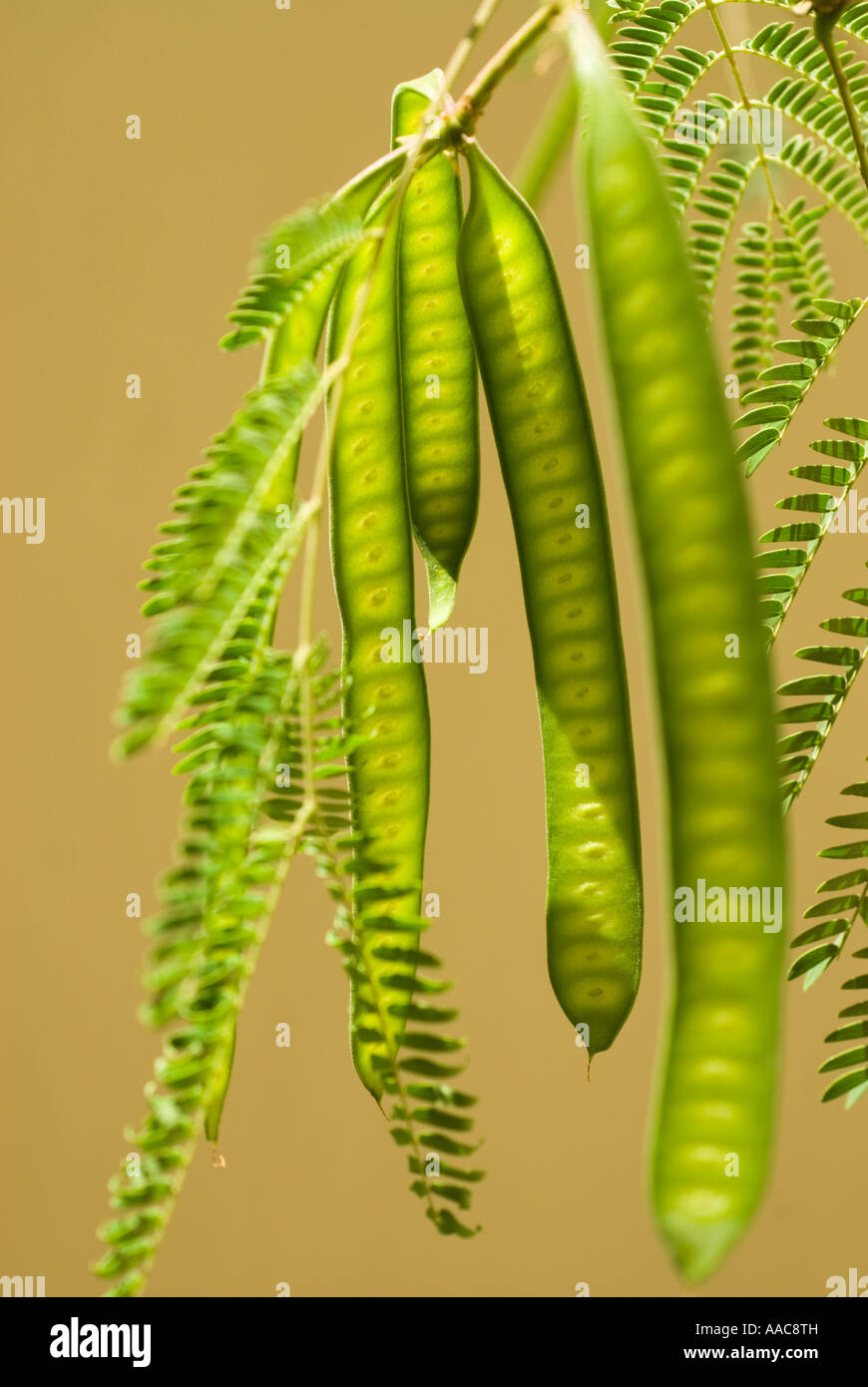 Samenkapseln und Blättern der Royal Poinciana, extravagant oder Flamme Baum Stockfoto