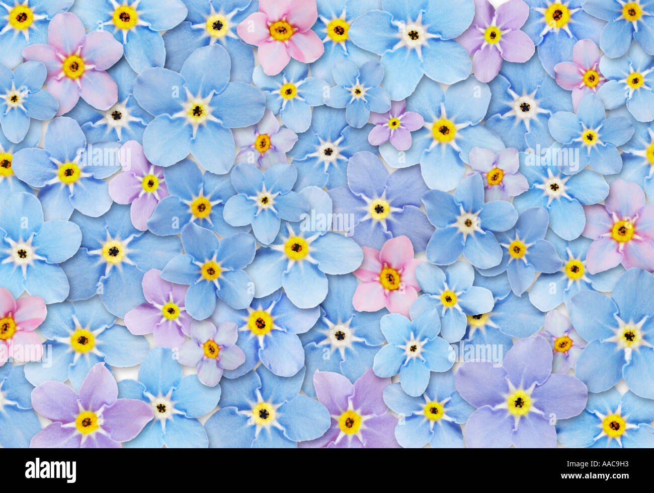 Abstrahierte vergessen mich nicht Blumen Textur Hintergrund (Composite) Stockfoto