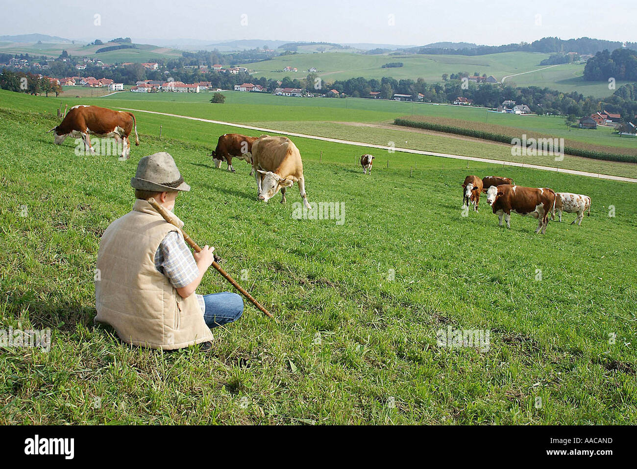 Junge ist Kühe hüten. Stockfoto