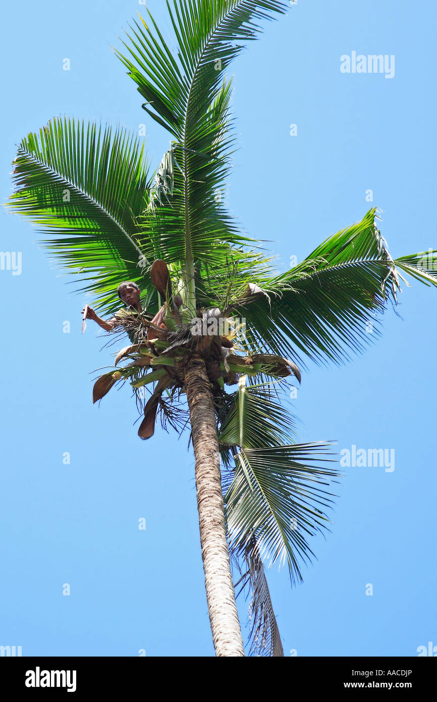 Abholzen Palmwedel und Kokosnüsse Koh Samui Thailand Stockfoto