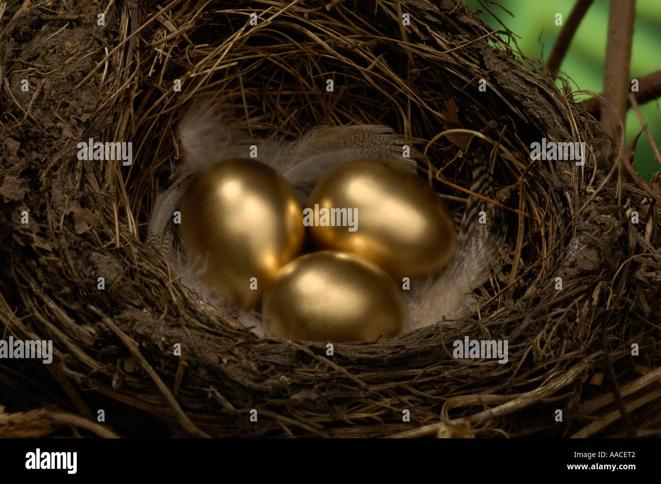 Drei goldenen Eiern in ein Vogelnest Stockfoto