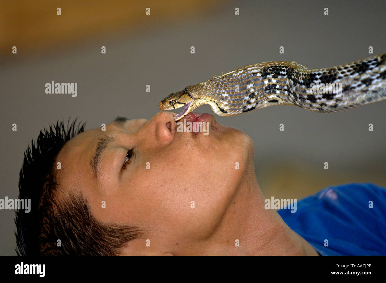 Strahlennatter Stockfotos und bilder Kaufen Alamy