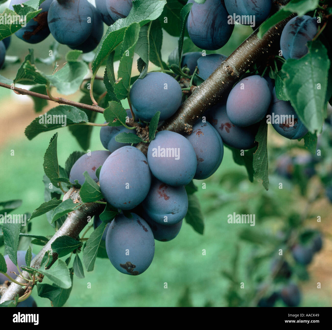 Dunkellila reife Pflaumen Prunus Domestica auf dem Baum in New York State USA Stockfoto