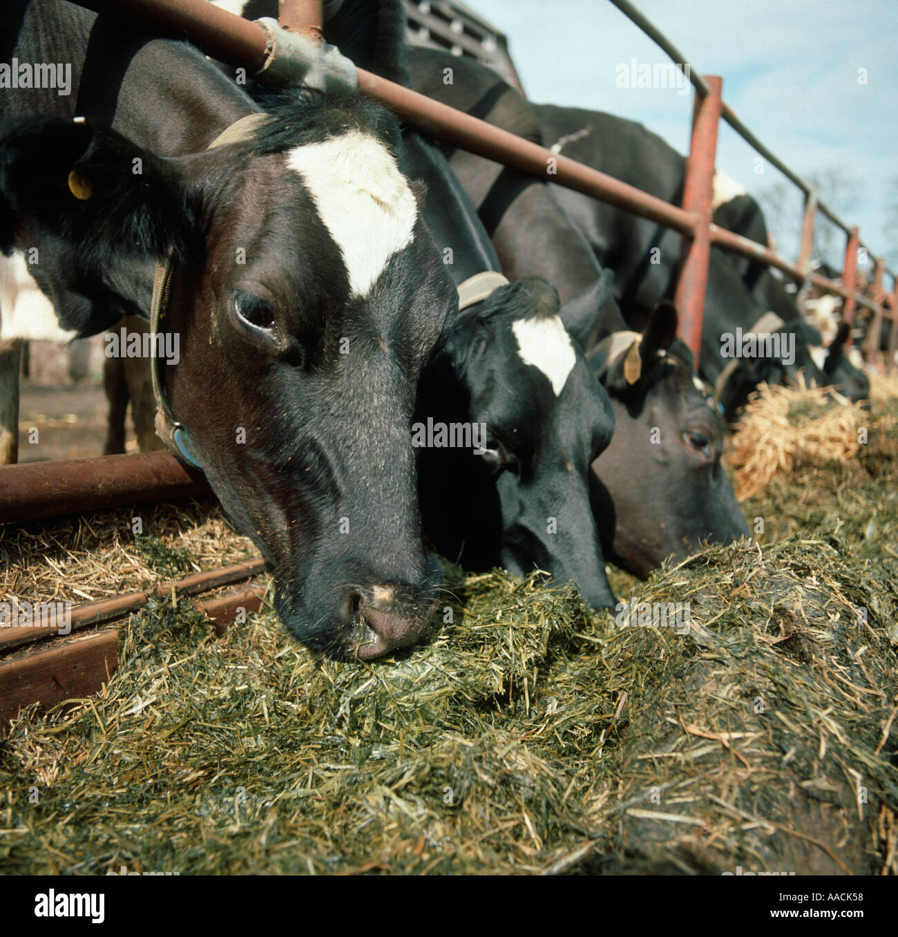 Holstein-Friesian Kühe ernähren sich von Grassilage in einem Trog Stockfoto