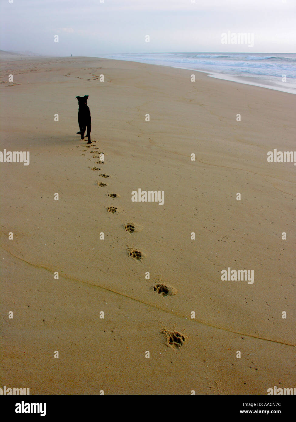 Herr PR schwarzen Hund zu Fuß am Strand Stockfoto