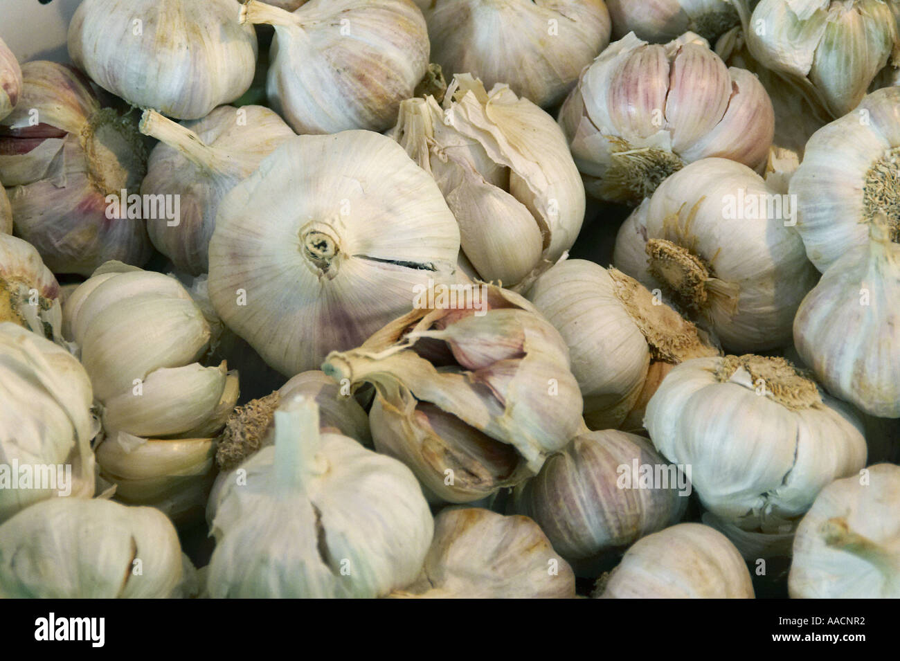 Knoblauch Stockfoto