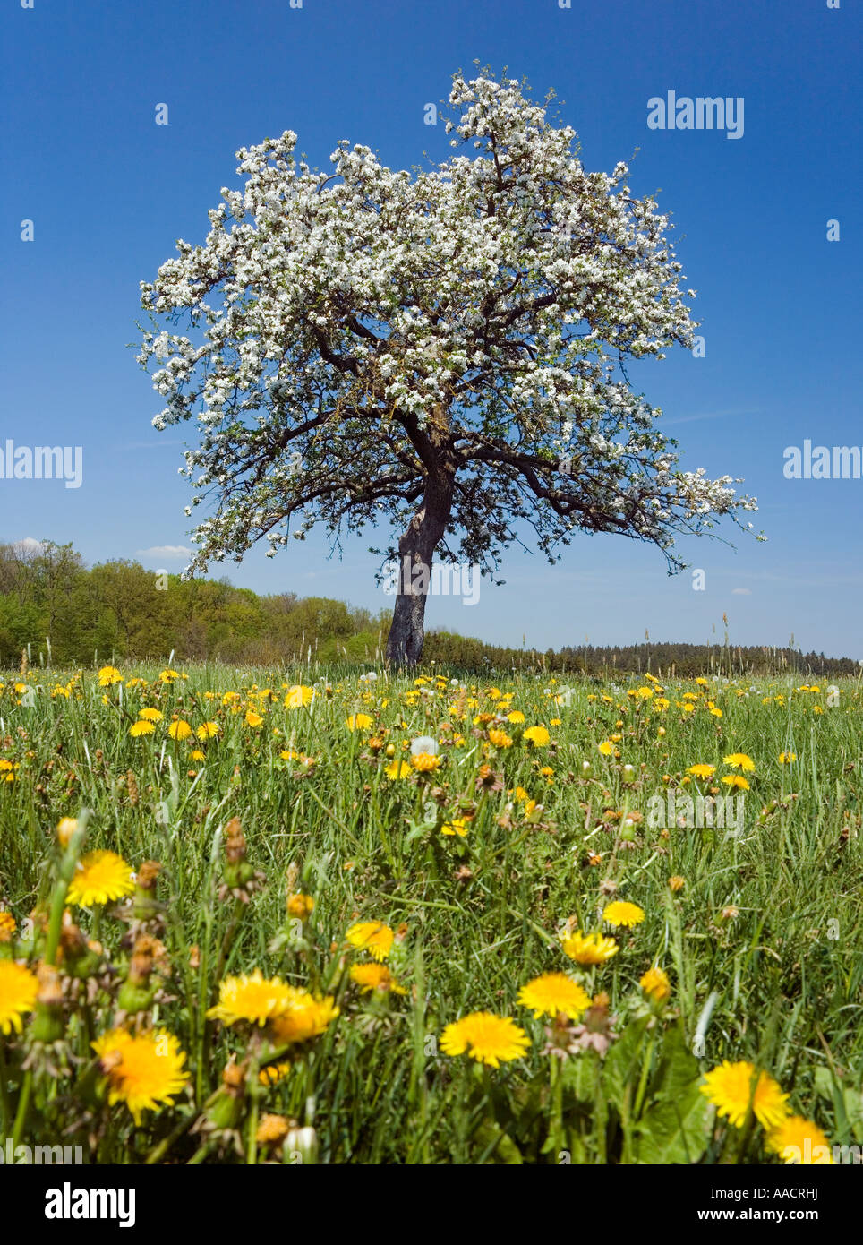 Ein blühender Apfelbaum auf einer Wiese Stockfoto