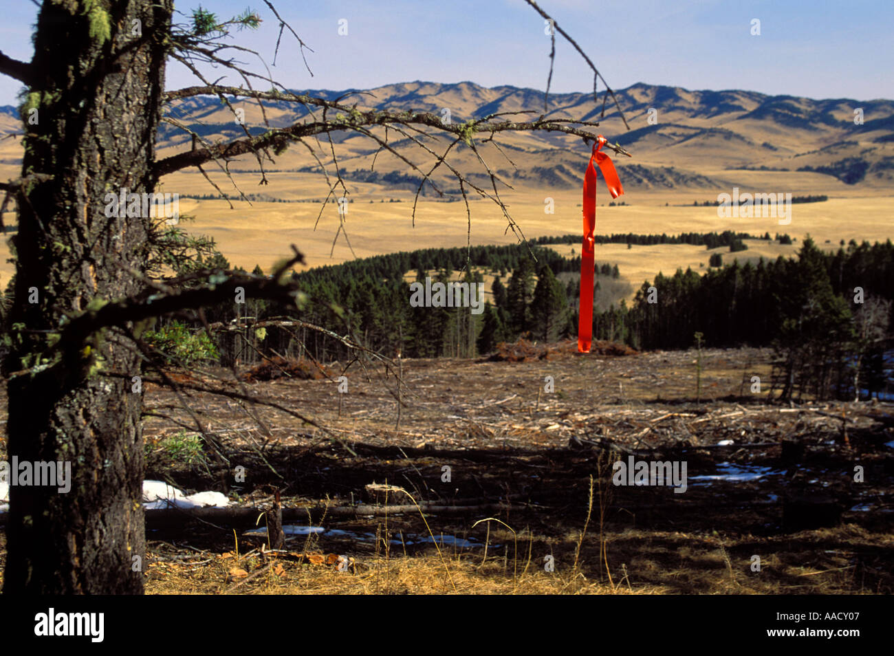Protokollierung der Markierung, um Baum fiel wie Abholzung, Alberta Kanada verteilt Stockfoto
