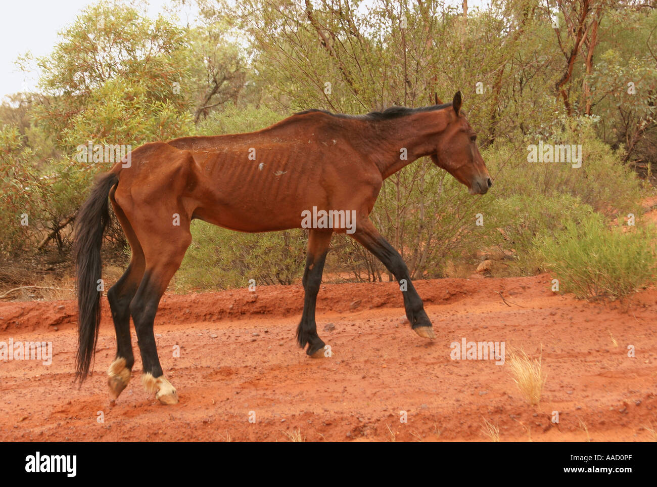 Ein wildes Pferd in einem schlechten Zustand der Wüste in der Mitte von Australien Stockfoto
