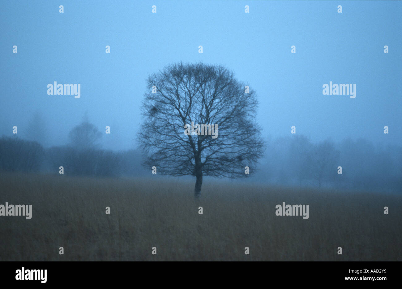 Baum auf einem Feld zu trennen Stockfoto