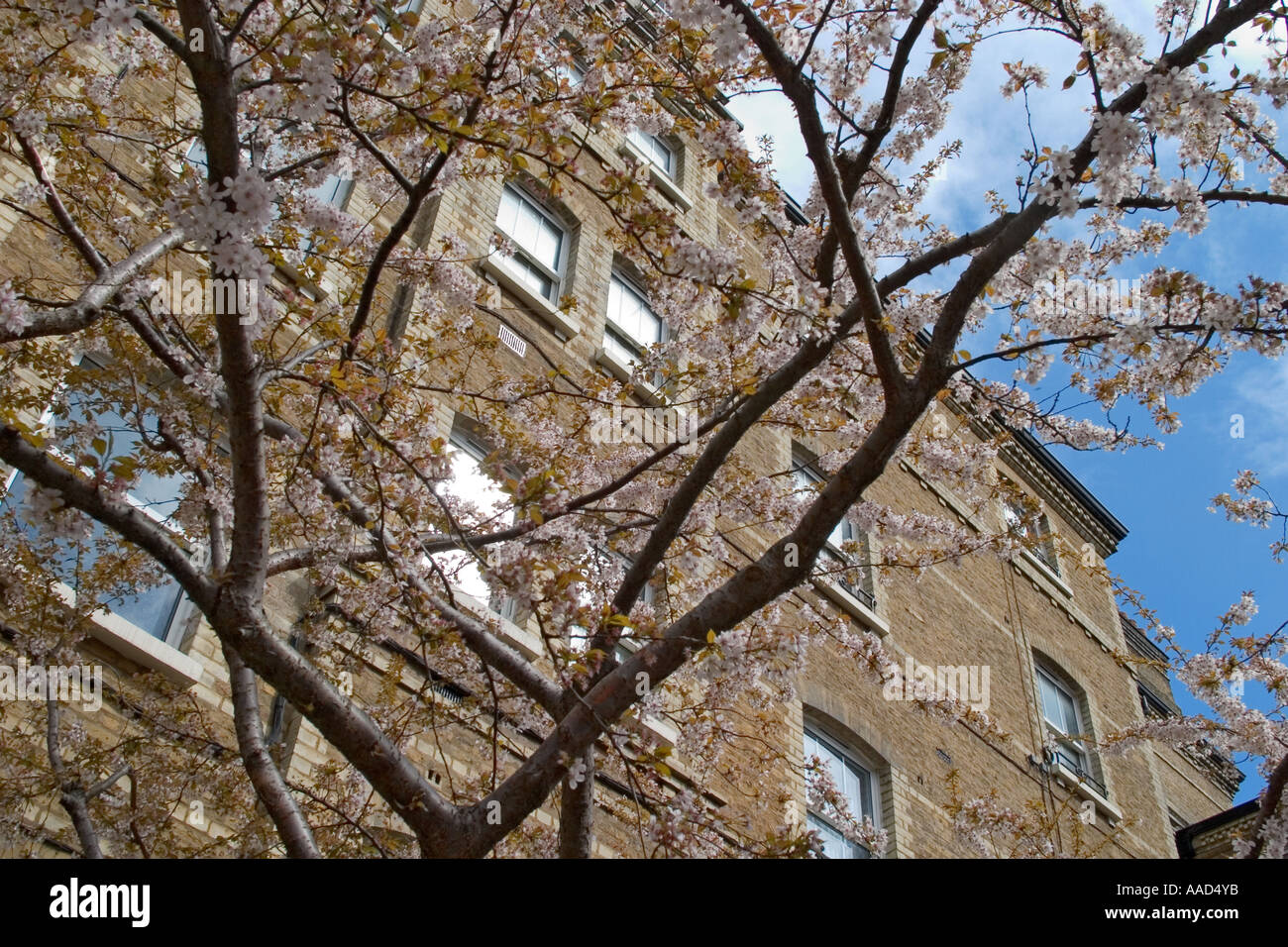 Peabody-Siedlung und im Frühjahr blühen. Bloomsbury, London, England Stockfoto
