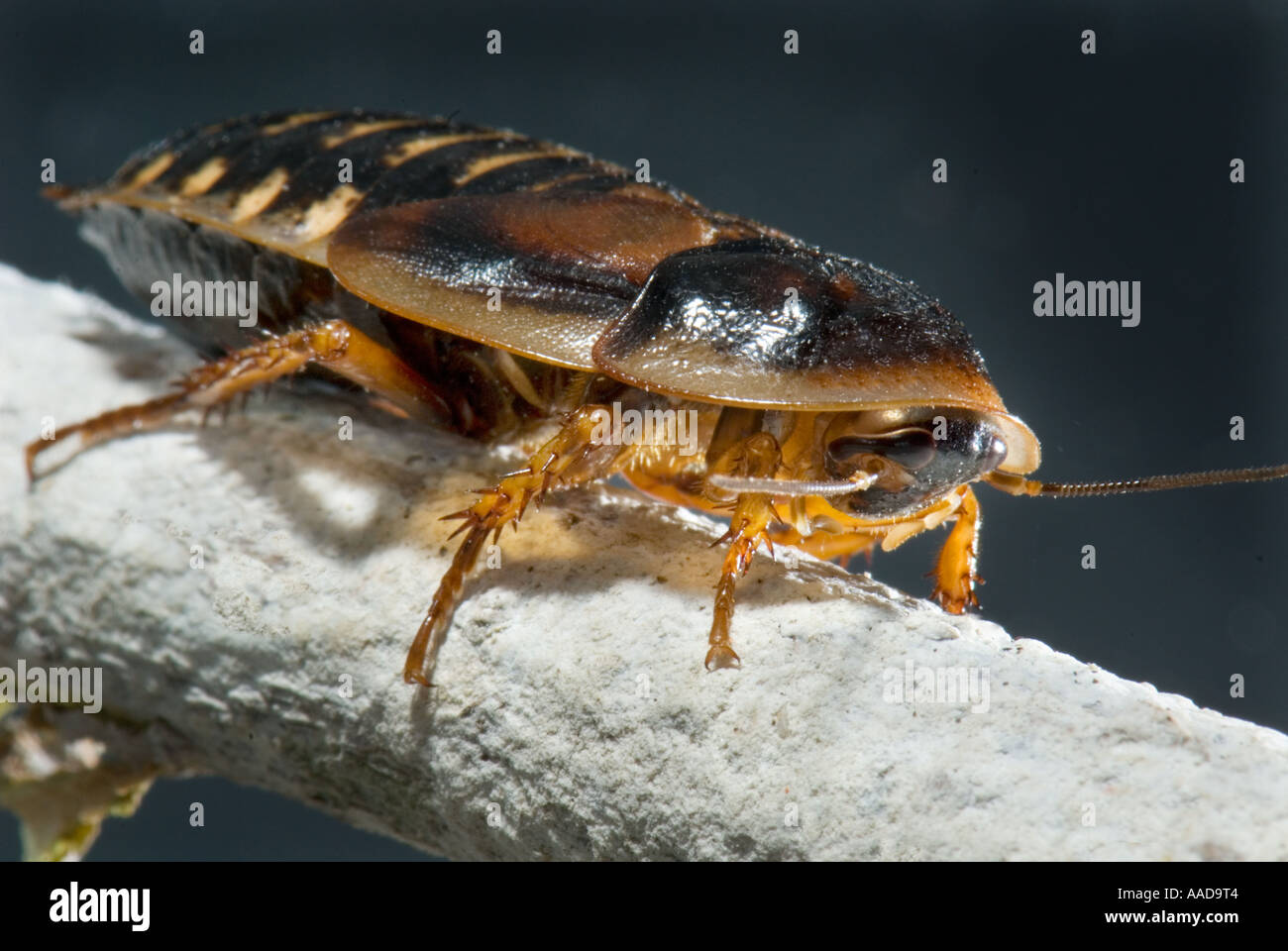 Roach Schabe Blaberus Atropos Blattodea Argentinische Waldschaben Blaptica Dubia Argentinien hautnah Nahaufnahme Makro Makro Stockfoto
