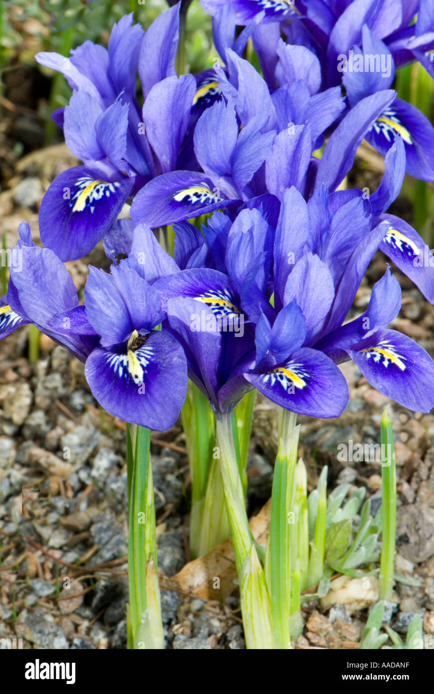 IRIDACEAE Iris Reticulata davor N Iran Lilie Lilly Lili lilli Stockfoto