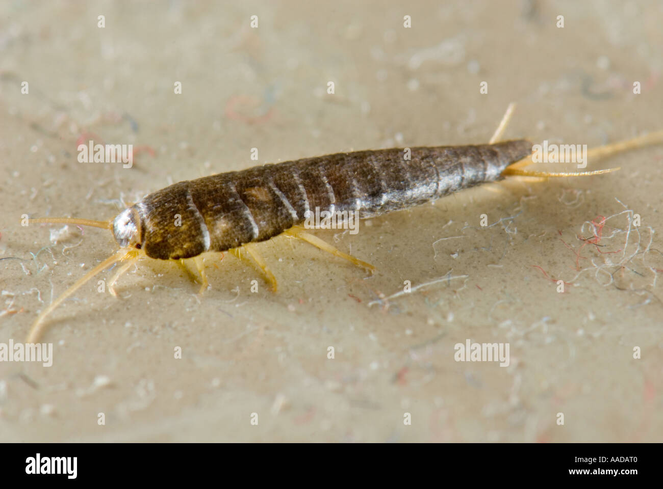 1 eine Lepisma Saccharina gemeinhin als Fishmoth Silberfischchen kleine flügellose Insekten CLOSEUP Close bis Makro Makro-Mikro-Mikro Stockfoto