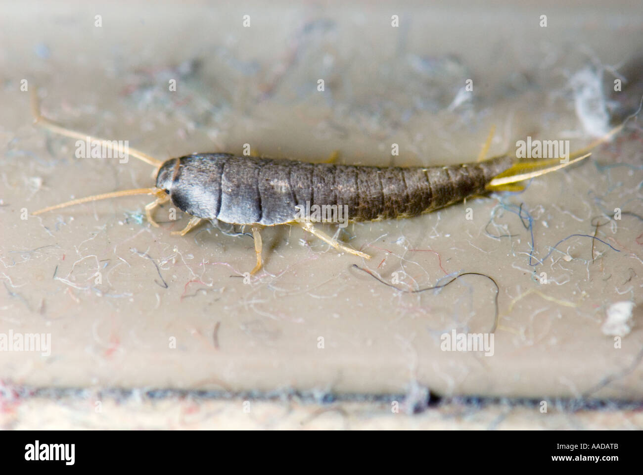 1 eine Lepisma Saccharina gemeinhin als Fishmoth Silberfischchen kleine flügellose Insekten CLOSEUP Close bis Makro Makro-Mikro-Mikro Stockfoto