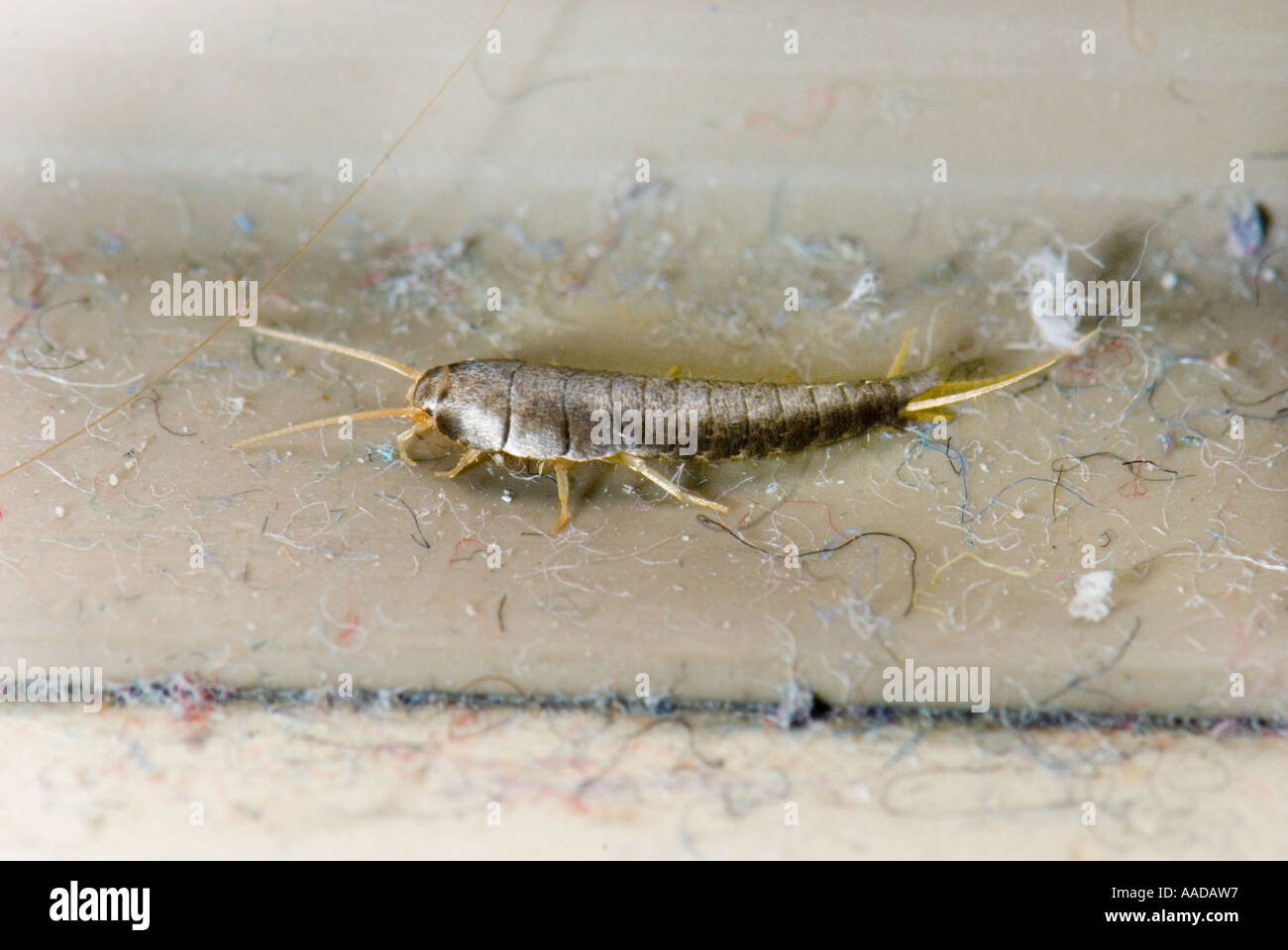 1 eine Lepisma Saccharina gemeinhin als Fishmoth Silberfischchen kleine flügellose Insekten CLOSEUP Close bis Makro Makro-Mikro-Mikro Stockfoto