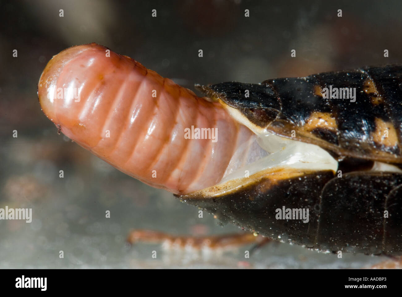 LEGEBOHRER Geschlechtsorgan Reproduktionen weibliche Schabe Roach Blaberus Atropos Blattodea Blaptica Dubia Argentinien Ootheca Stockfoto