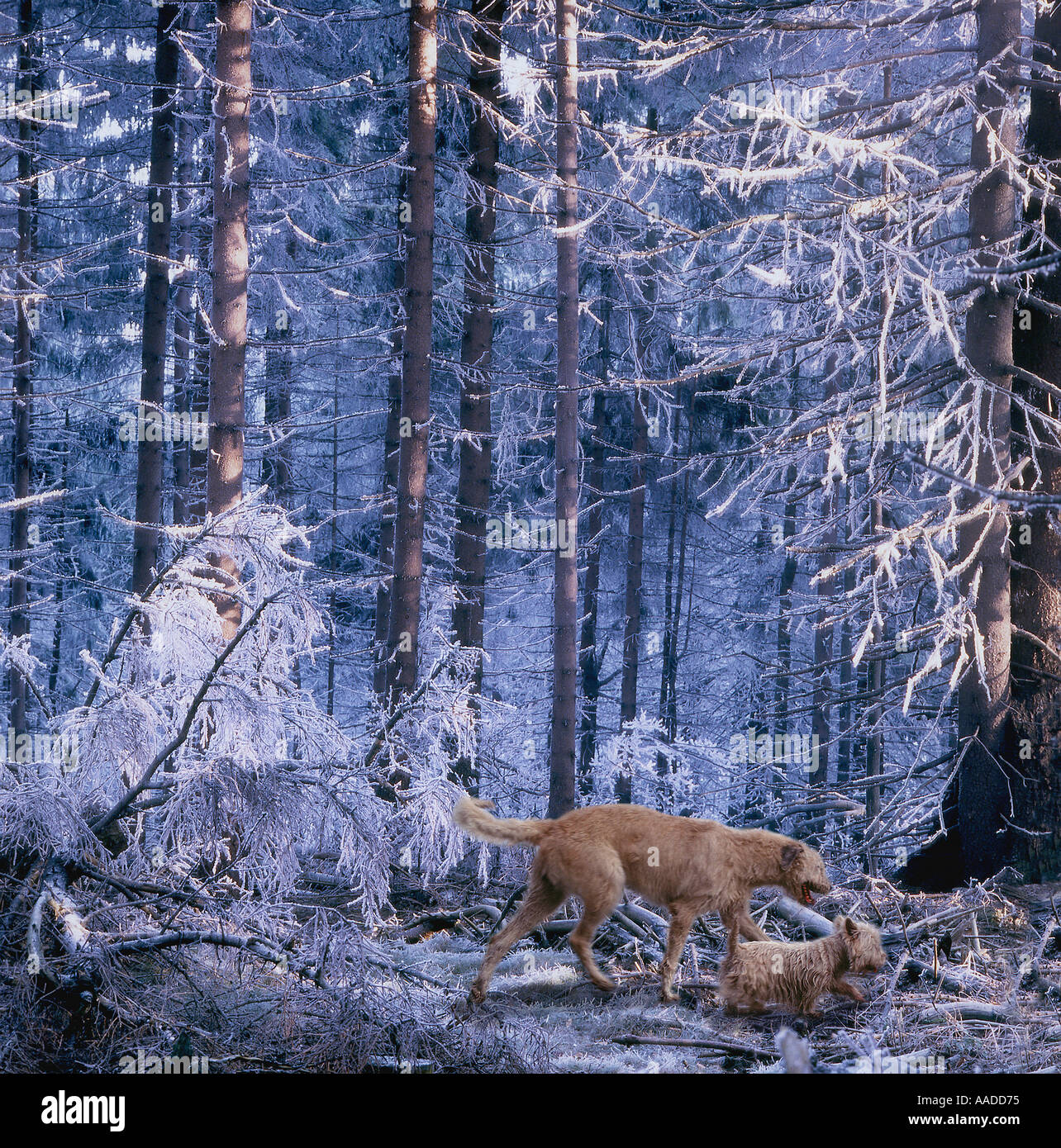 "Irish Wolfhound" und "White Terrier" Wandern im Wald Stockfoto