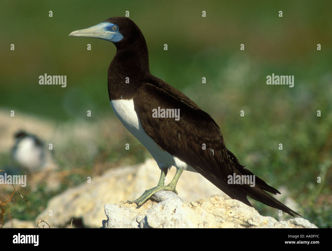 Braun Booby Sula Leucogaster Bilder aus dem Monat Lady Elliot Island Australien Stockfoto