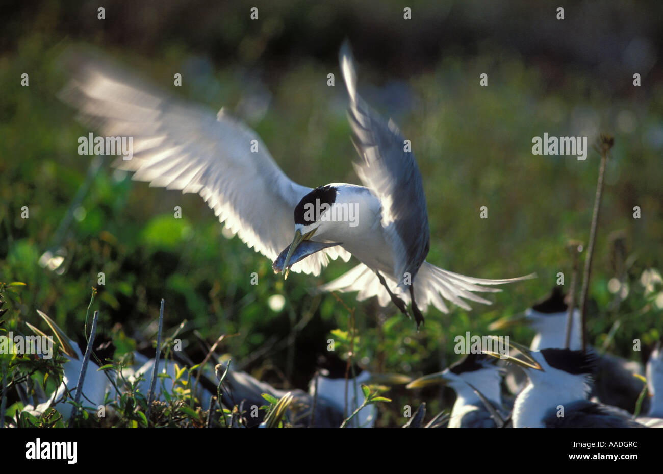 Crested Tern Stern Bergeii Adult mit Fisch im Colony fotografiert auf Lady Elliot Island Australien Stockfoto