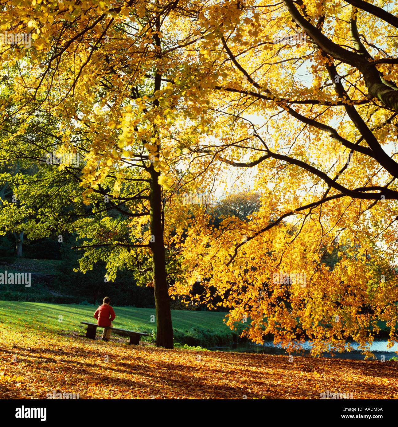 Cheshire Stockport Bramhall Park in Herbstsonne Stockfoto