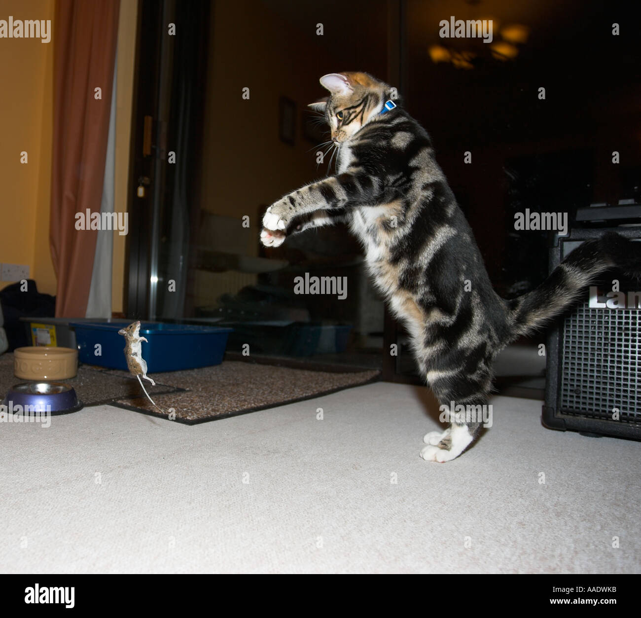 Katze spielt mit der Maus zu tanzen Stockfoto