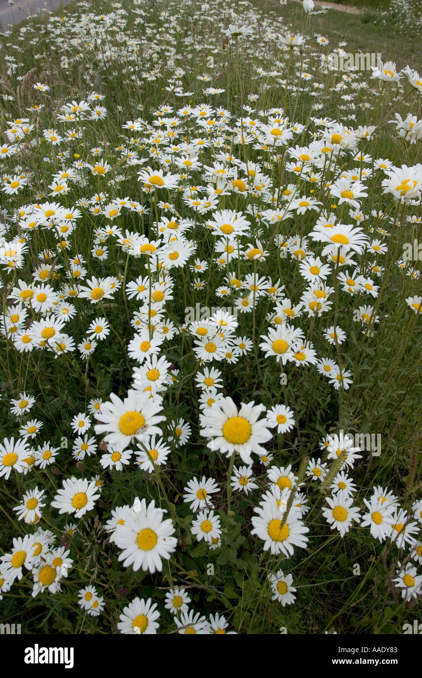 Wildblumen am Straßenrand Grenzen Cotswolds UK Stockfoto