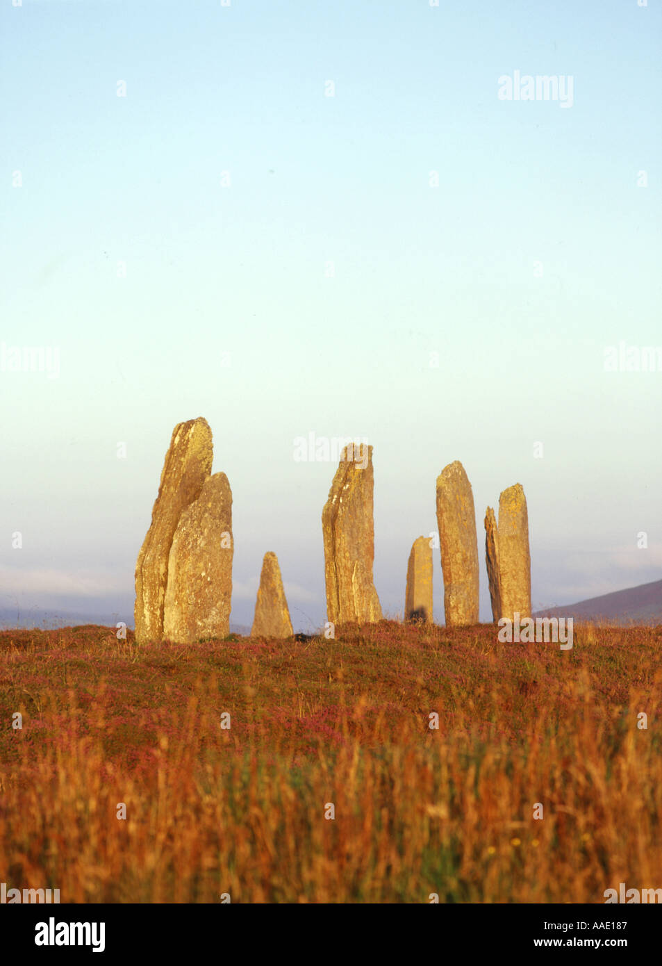 RING OF BRODGAR ORKNEY neolithischen Menhir dh ring heather Stockfoto