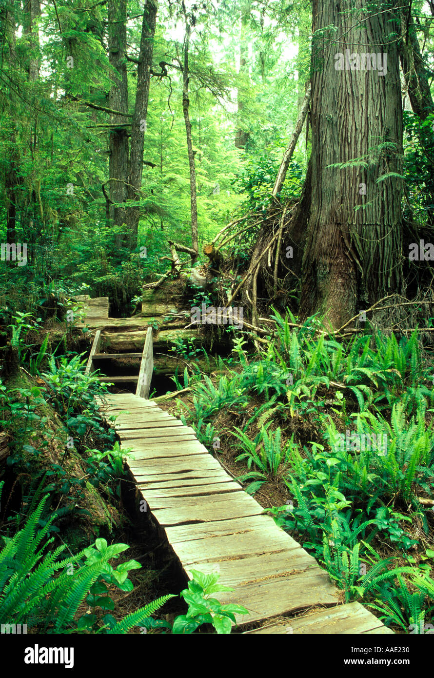 Holzsteg schneiden durch kanadischen Regenwald auf der einsamen Insel wissen als Mears Insel liegt in der Nähe von Tofino, Vancouver Island, Kanada Stockfoto