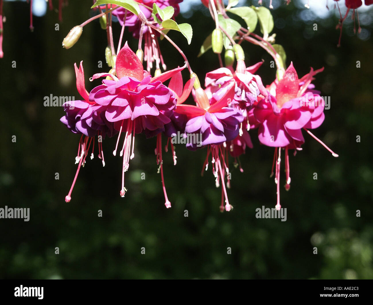 Fuchsia Dollar Prinzessin RHS Award of Garden Merit hautnah Stockfoto