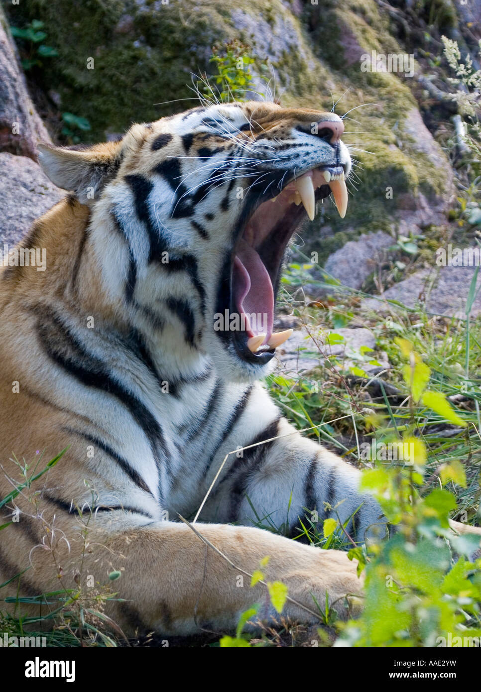 Amurtiger in Nordens Ark Stockfoto