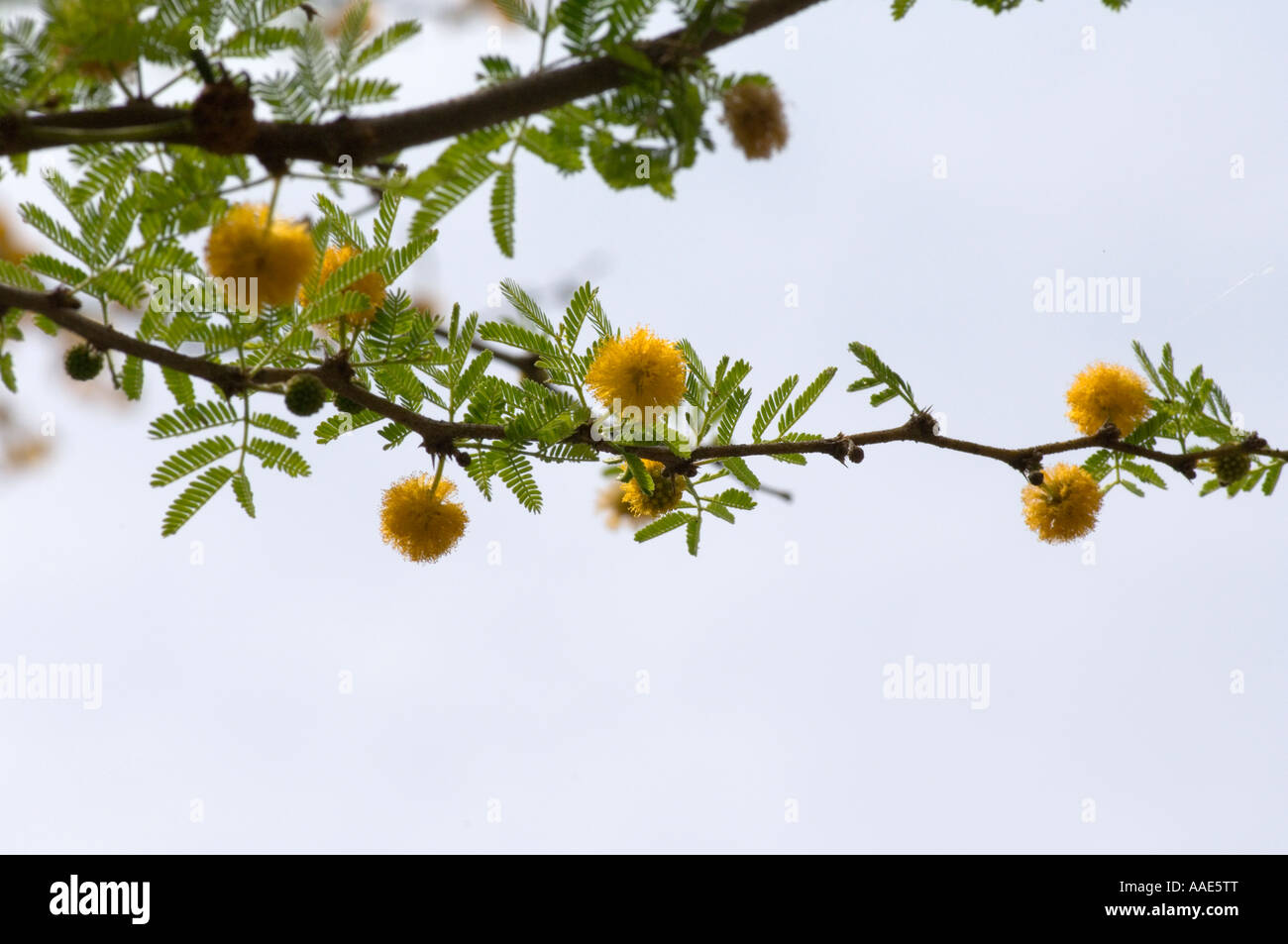 Ein Zweig der Akazie mit gelben Blüten Stockfoto