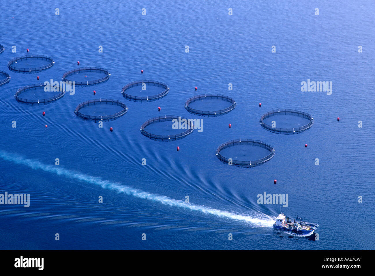 Lachsfarm off ben chracaig Fotos und Bildmaterial in hoher Auflösung