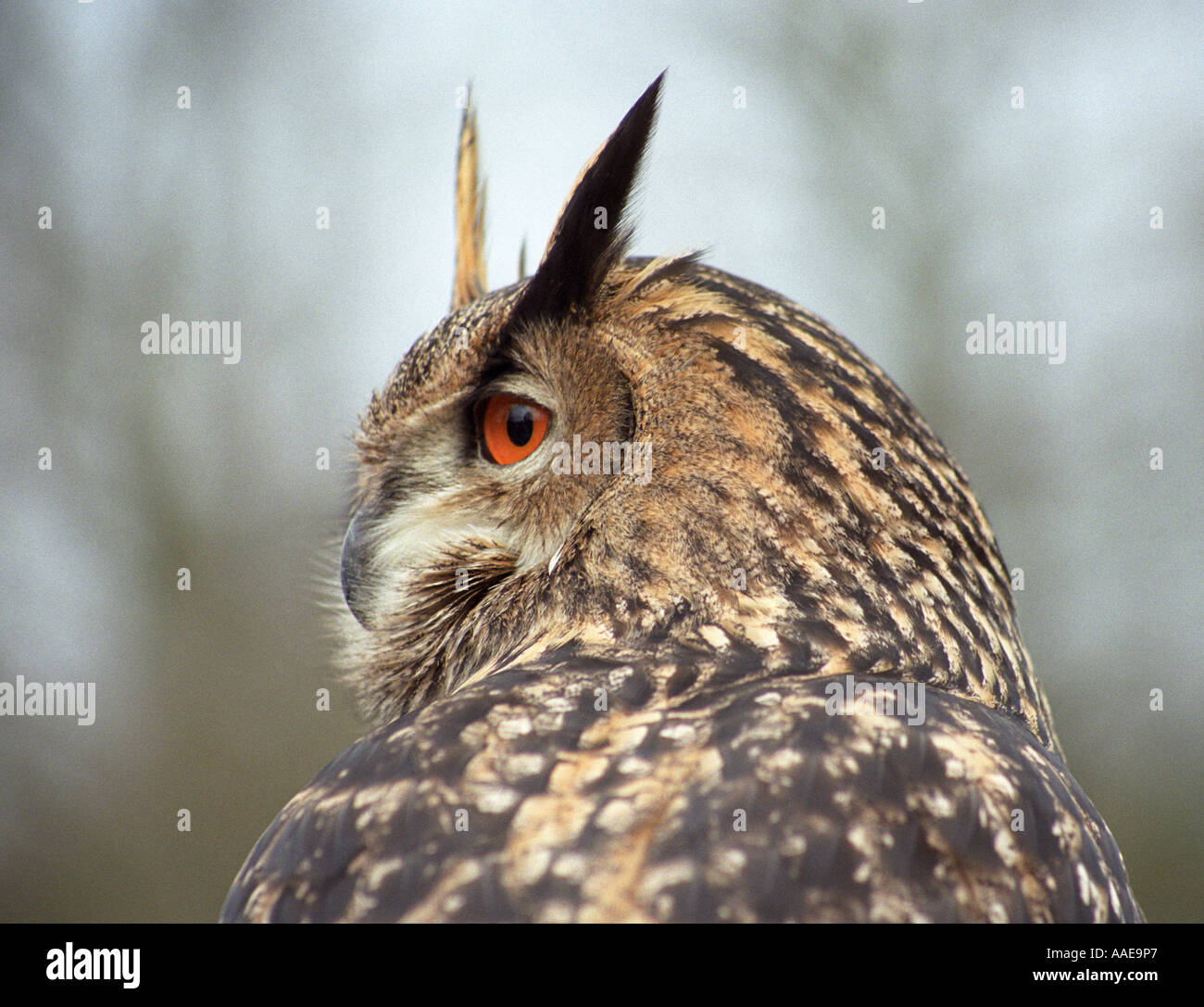 Europäische Uhu (Bubo bubo) aka Uhu Stockfoto