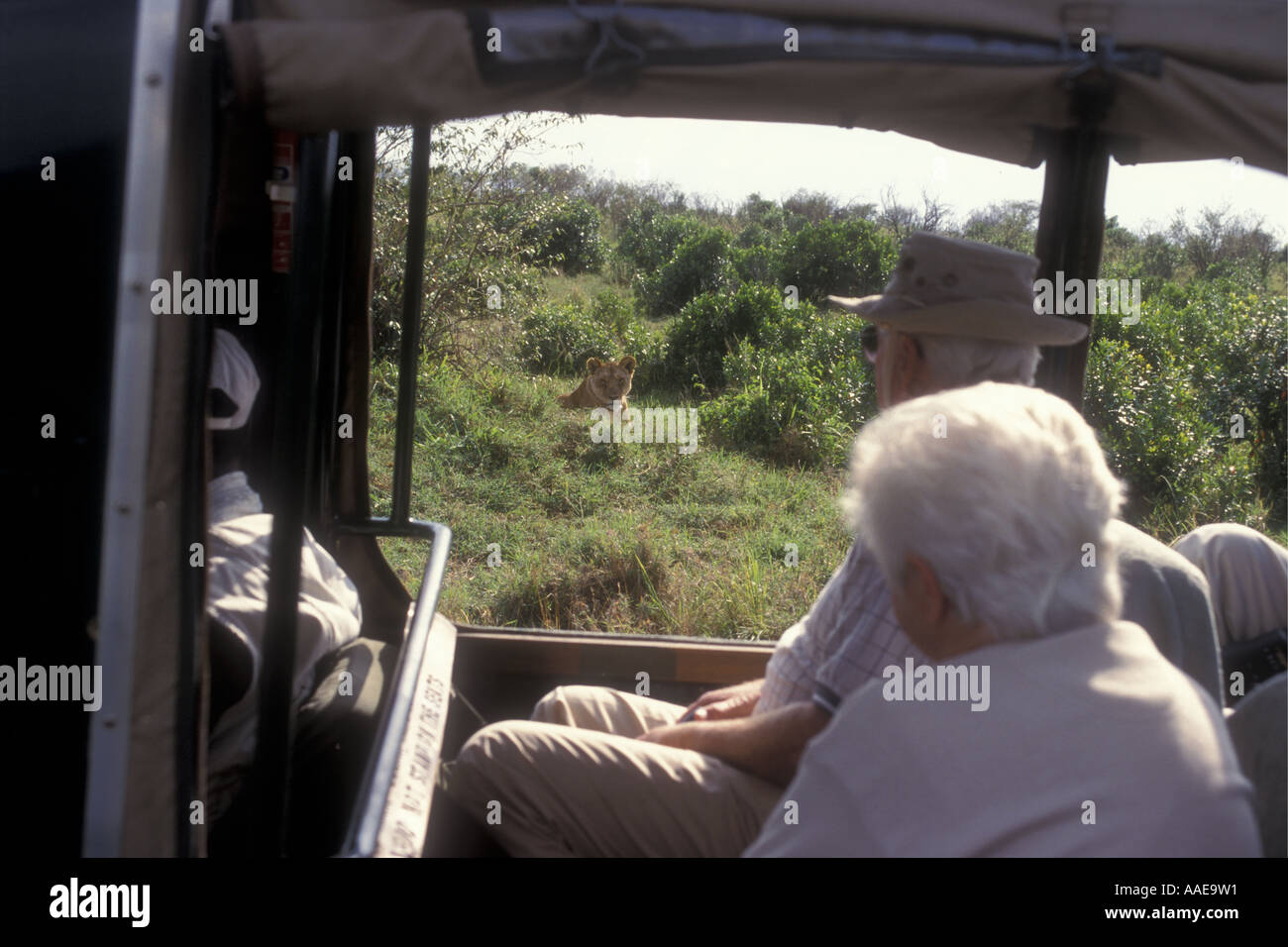Ältere Touristen beobachten eine Löwin aus dem Fenster einer offenen doppelseitige LANDROVER Masai Mara Kenia Stockfoto