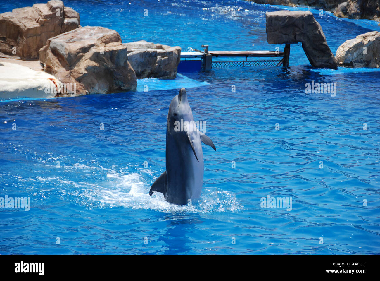Delphin im Wasser stehend, während einer Show in Seaworld in San Diego, Kalifornien. Stockfoto