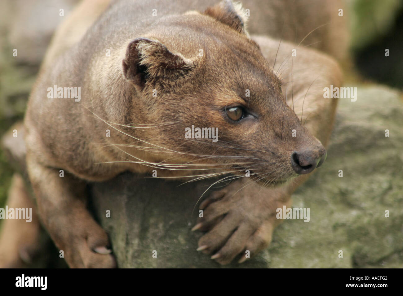 Madagaskar Fossa (Cryptoprocta ferox) ruht auf Rock. Stockfoto