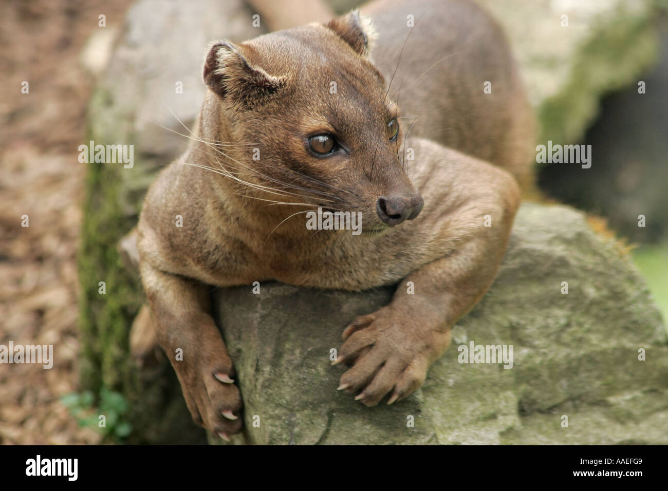 Madagaskar Fossa (Cryptoprocta ferox) ruht auf Rock. Stockfoto