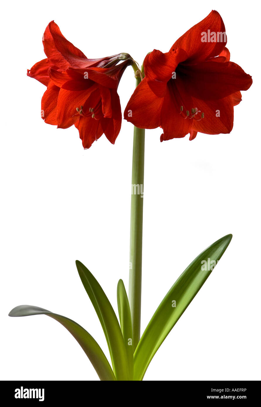Amaryllis Blumen Hippeastrum rote Löwe vier Spitze Blume