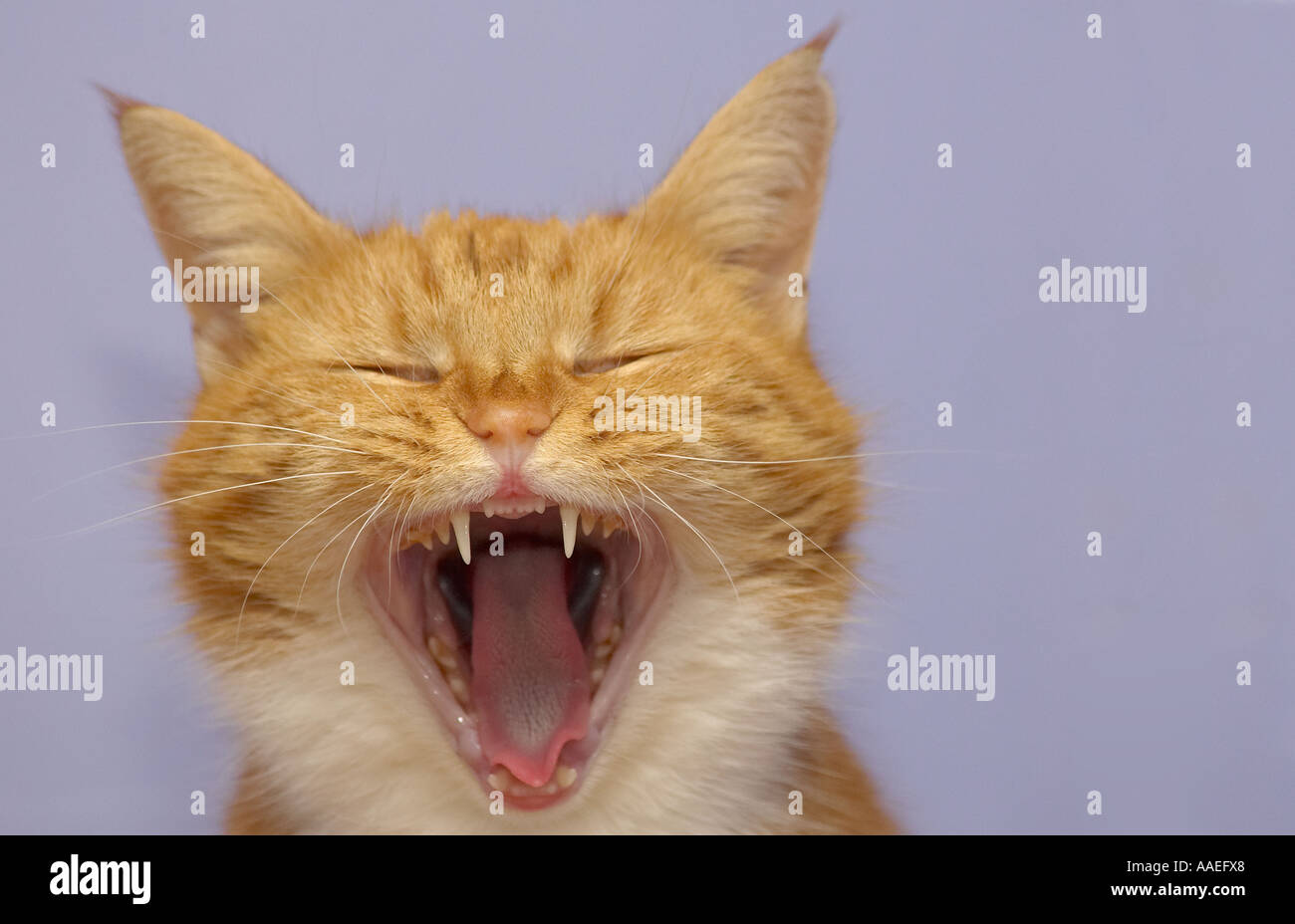 Einen erwachsenen weiblichen Ingwer Katze (Felis catus) Gähnen mit ihren Mund weit geöffnet Stockfoto