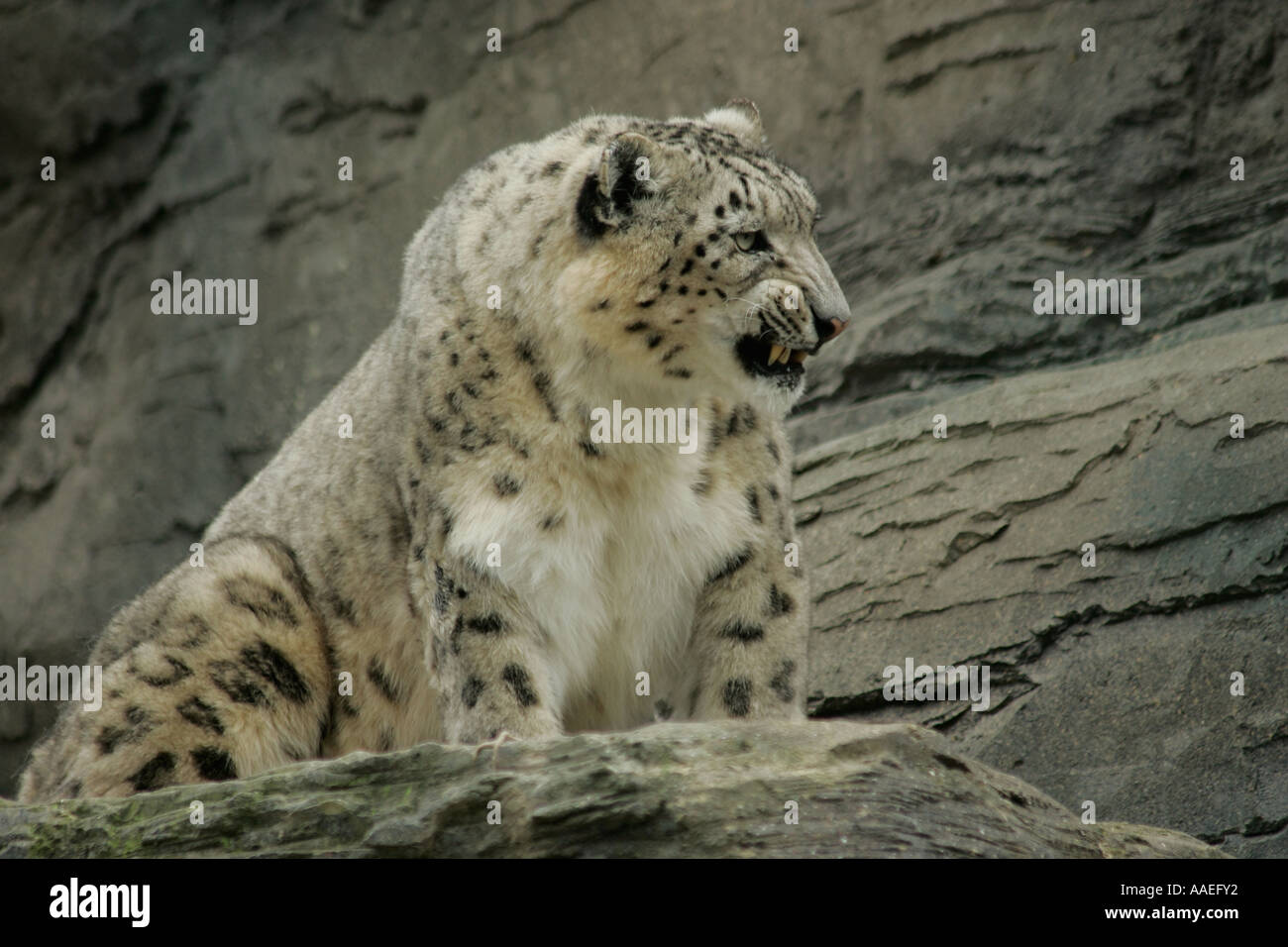 Einen erwachsenen Snow Leopard (Panthera uncia) sitzen auf Felsvorsprung. Teil einer Zucht in Gefangenschaft. Stockfoto