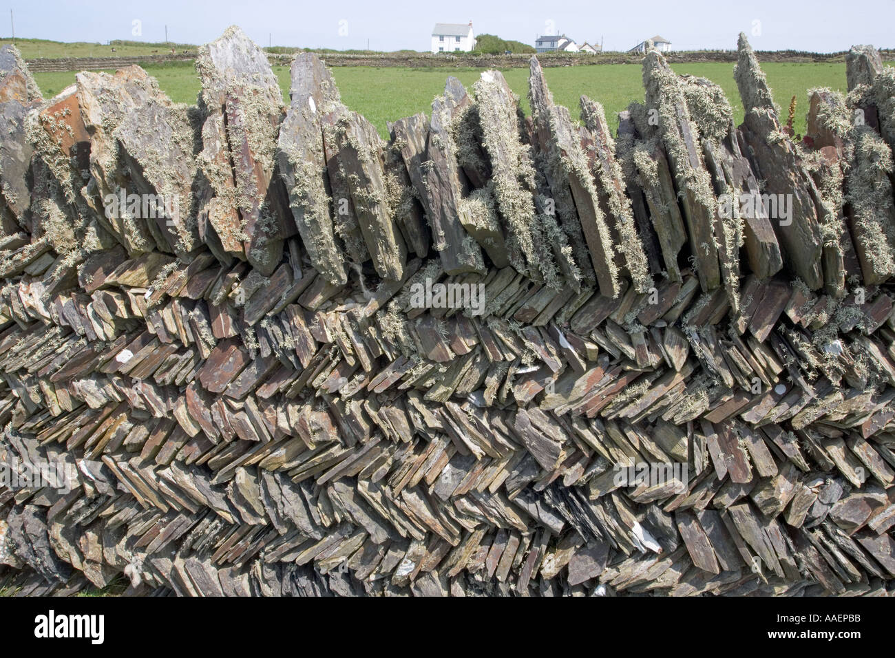 Trockenmauer Tintagel Cornwall UK Juni Stockfoto