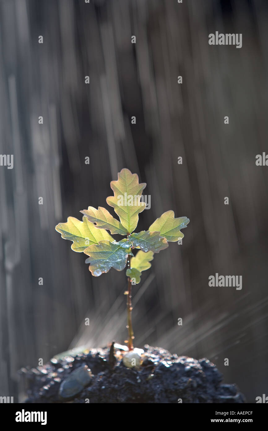 Eiche Sämling im Sommer Regen Dusche Stockfoto