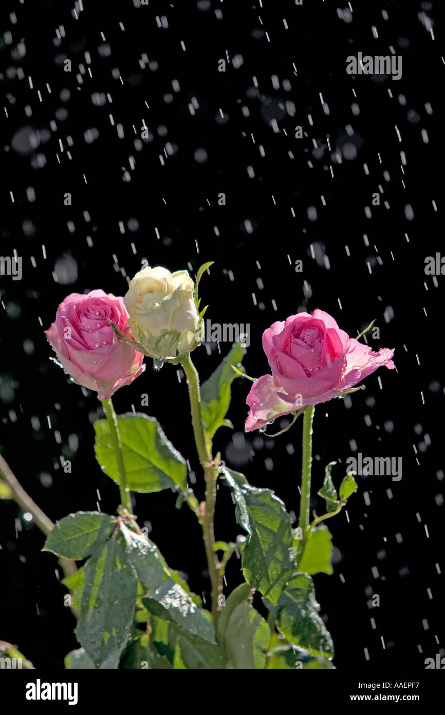 Rosa Rosen in leichtem Regendusche Stockfoto